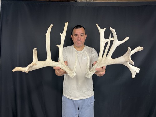 199 set whitetail deer cuts - set,