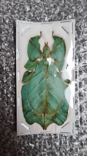 Leaf insect specimen - leaf,