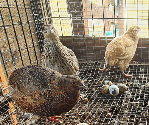 Jumbo coturnix quail - jumbo,