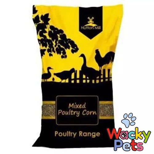 Poultry chicken hen duck - /,