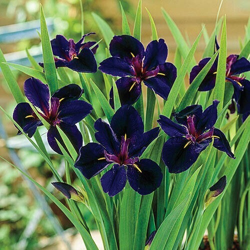 Iris lousiana black - lousiana,