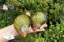 Archachatina ventricosa Snails Achatschnecke šnek Snigel Lumaca Snegl Achatina