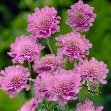 Scabiosa Dwarf (Scabious) Pink
