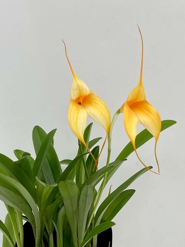Masdevallia orchid flag - masdevallia, orchid,