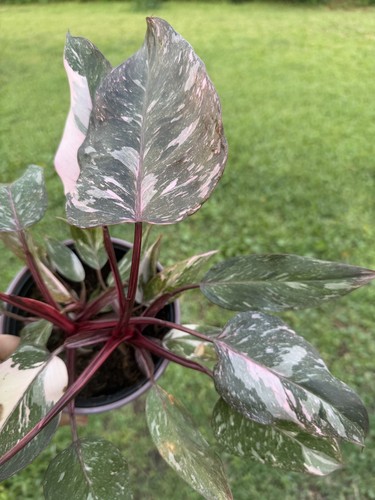Philodendron pink princess - pink,