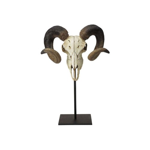 Bighorn sheep skull ram - sheep,