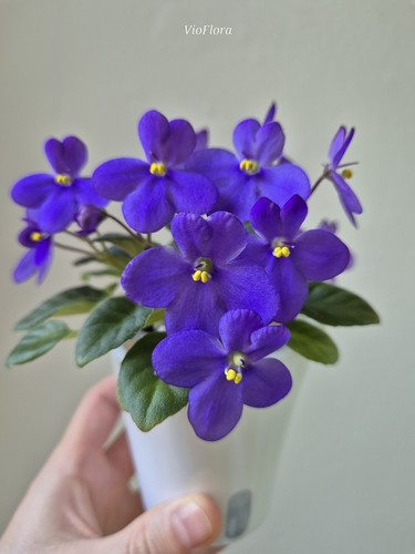 Miniature african violet - african,