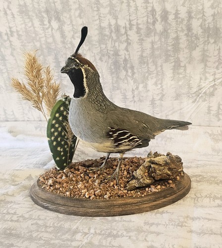 Beautiful gambels quail - gambels,