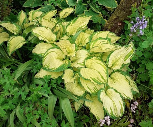 Variegated hosta fortunei - 2×variegated,