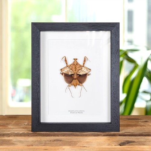 Taxidermy dead leaf mantis - leaf,