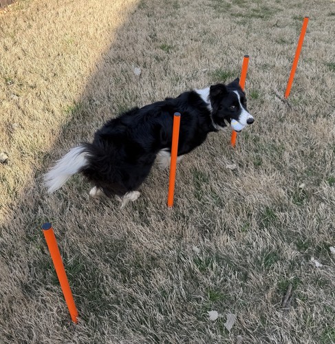 Elara dog agility - elara’s,