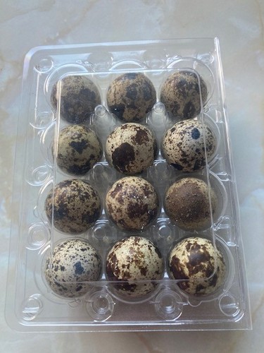 Fresh quail eggs - quail, (eating)
