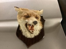 Old Mounted Fox Head