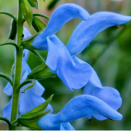 Salvia gentian sage - salvia,,
