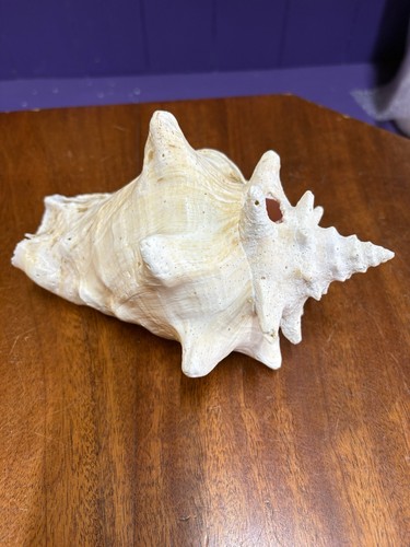 Conch shell - conch,