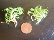 Curly Bonnie Spider Plant