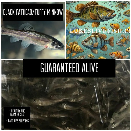 125 live feeder fish - 125+,