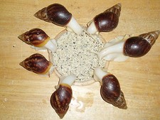 GIANT AFRICAN LAND SNAIL FOOD