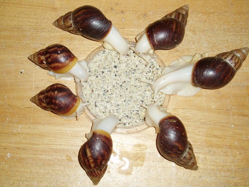 Giant african land snail food - giant,