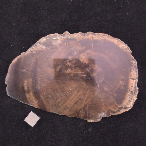 Petrified wood slice 145g - slice, –