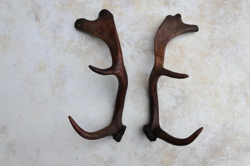 Pair fallow deer antlers 12 - pair,