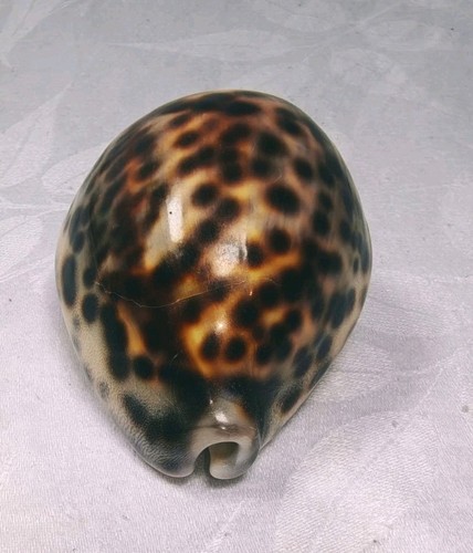 Large tiger cowrie - tiger,