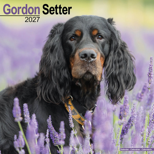 Gordon setter 2027 calendar - gordon, |