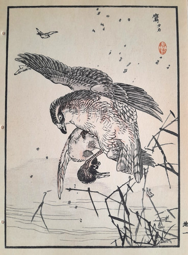 Bairei goshawk japanese print - bairei,