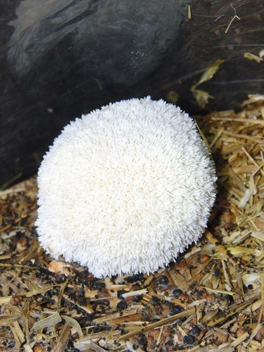 Mushroom spawn seed lions - spawn, /