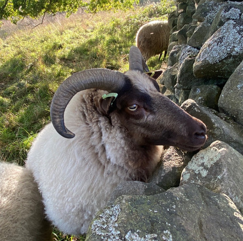 Icelandic shetland sheep s - x, sheep’s