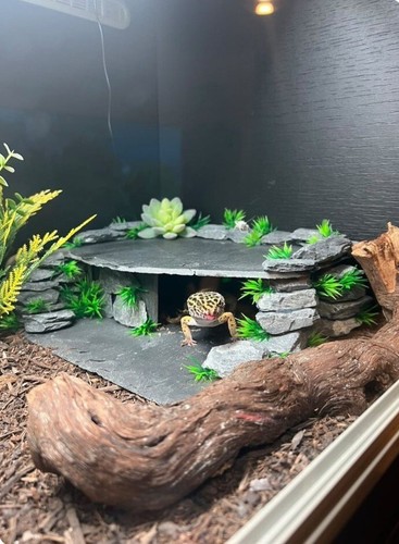 Leopard gecko slate hide - leopard,