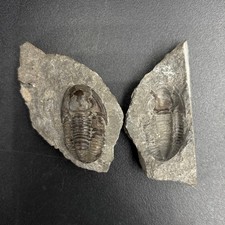 Basidechenella rowi Trilobite