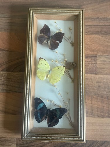 Vintage framed butterfly