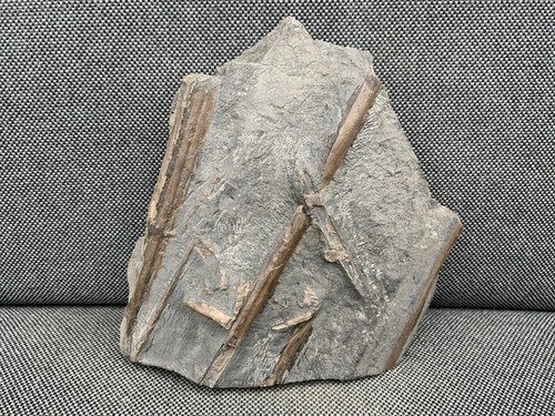 Rare fossil fish bones - fish,