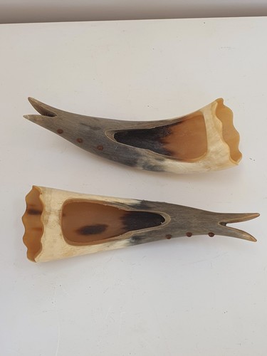 Genuine horns taxidermy curio - genuine,