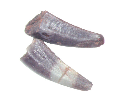 Triassic coelophysis dinosaur - triassic,