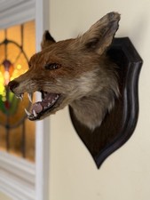 Taxidermy Fox Head
