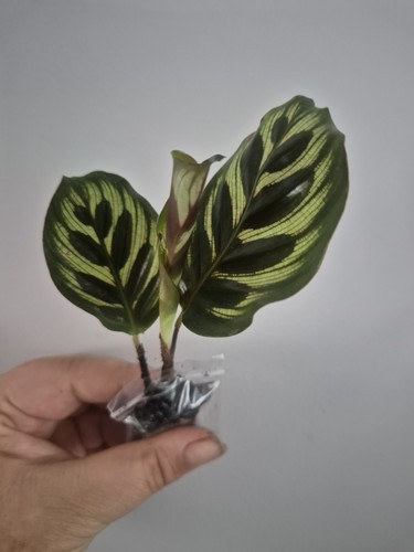 Calathea makoyana sent bare - makoyana,