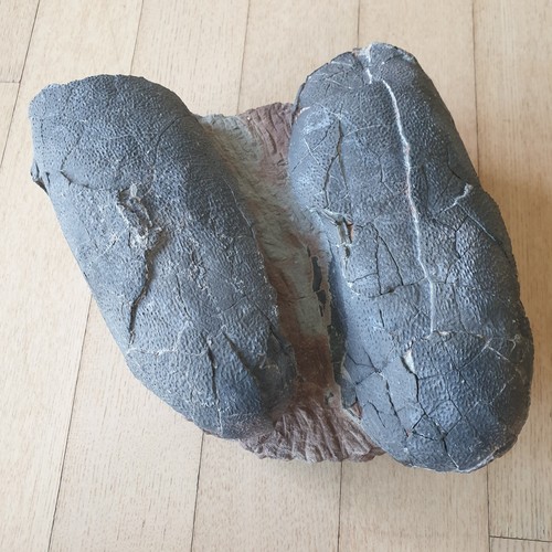 Extremely rare embryo - extremely,