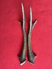 PAIR OF SIKA DEER ANTLERS,  213g. aprox.28/29,5cm.