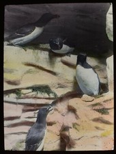 ANTIQUE HAND COLOURED Magic