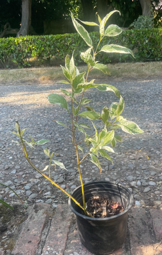 Variegated dogwood shrub - variegated,
