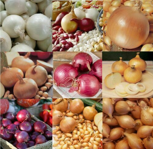 Onion sets mix - ,mix,