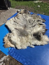 Raw Unwashed Rare Sheep Fleece Wool Spinning Craft Felting Lustre Appx 3.3kg