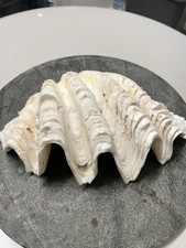 Giant Clam Shell Natural 