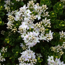 Hebe Vernicosa Varnished Hebe Evergreen Flowering Garden Shrub Plant in Pot