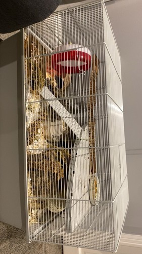Hamster gerbil steel wire - hamster,