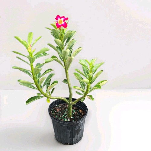 Adenium desert rose live - adenium,