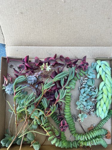 Box unrooted succulents - a, of