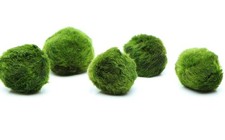 4x MARIMO MOSS BALLS 4-6cm Bundle Aquarium Plant Fish Tank GUARANTEED NO SNAILS